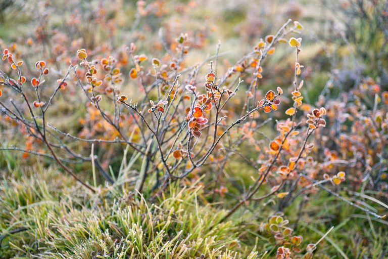Алтай Кемпер Сервис – прокат и обслуживание кемперов