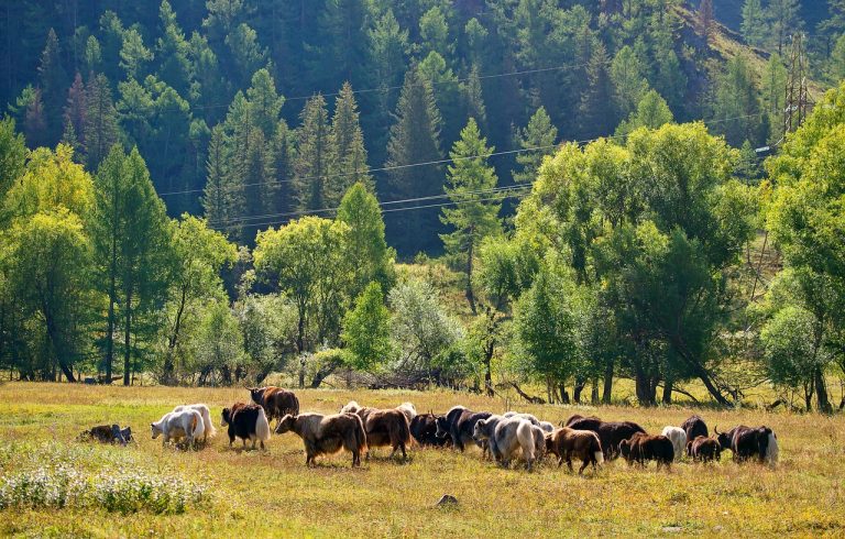 Аренда автодома на Алтае