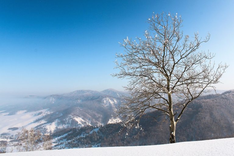 Как забронировать внедорожник с палаткой на Алтае в 2025 году