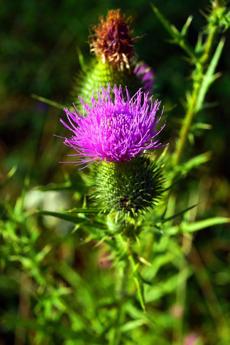 Аренда автодома на Кольском полуострове: как сделать это онлайн