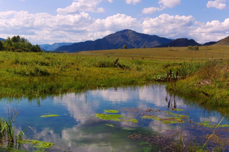 Аренда дома на колесах на Алтае в 2025 году